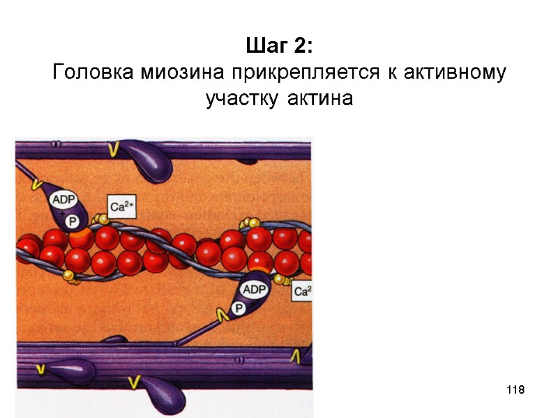 118 Шаг 2:  Головка миозина прикрепляется к активному участку актина